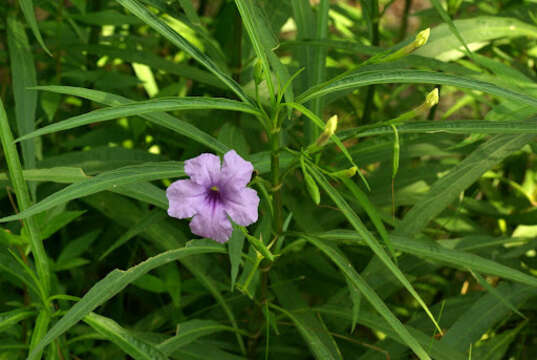 Image of Linear-Leaf Wild Petunia