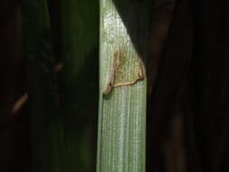 Image de Fimbristylis complanata (Retz.) Link