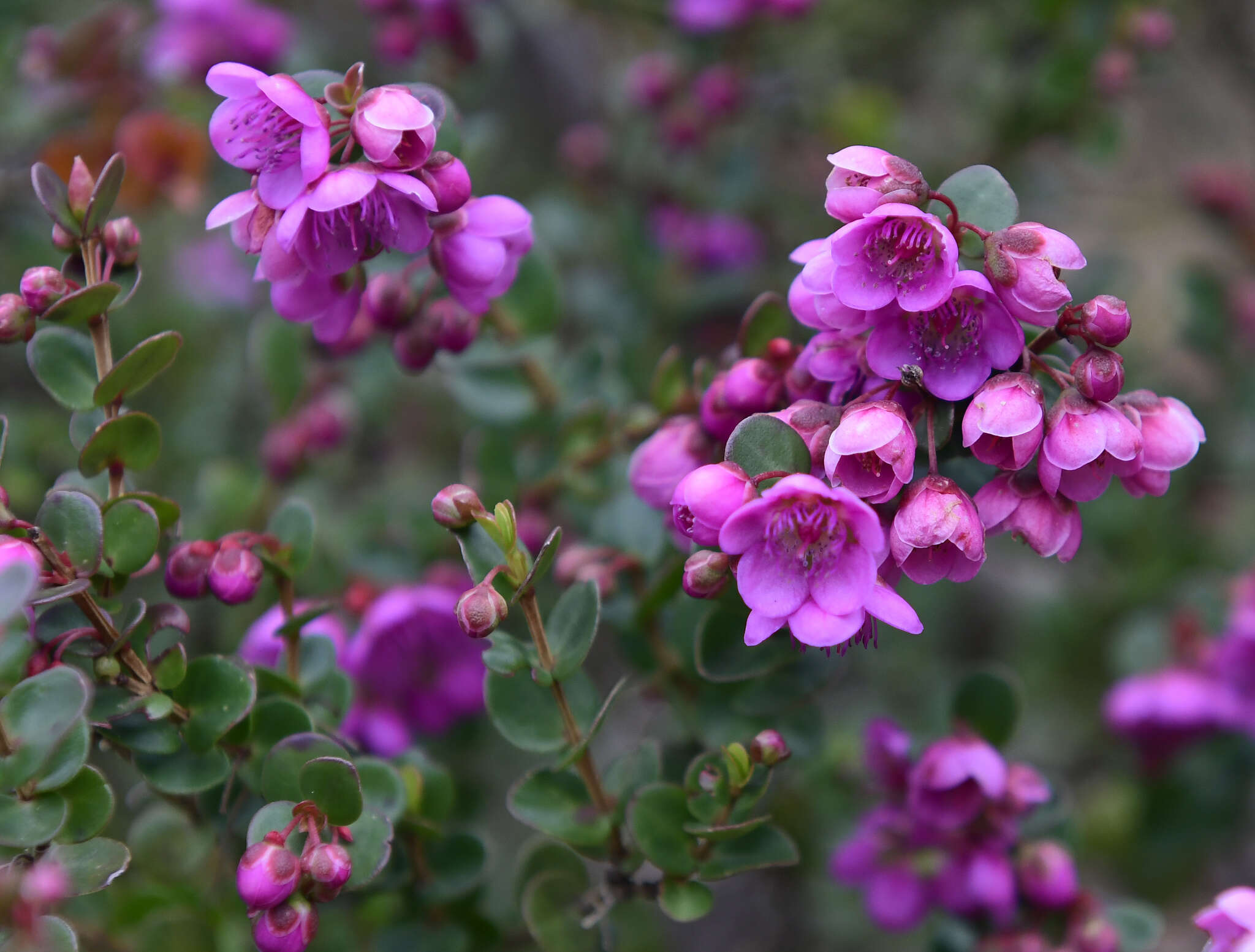 Hypocalymma speciosum Turcz. resmi