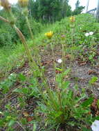 Plancia ëd Taraxacum scariosum (Tausch) Kirschner