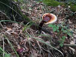 Image of lingzhi mushroom