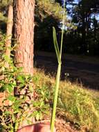 Image of Big Carpet Grass