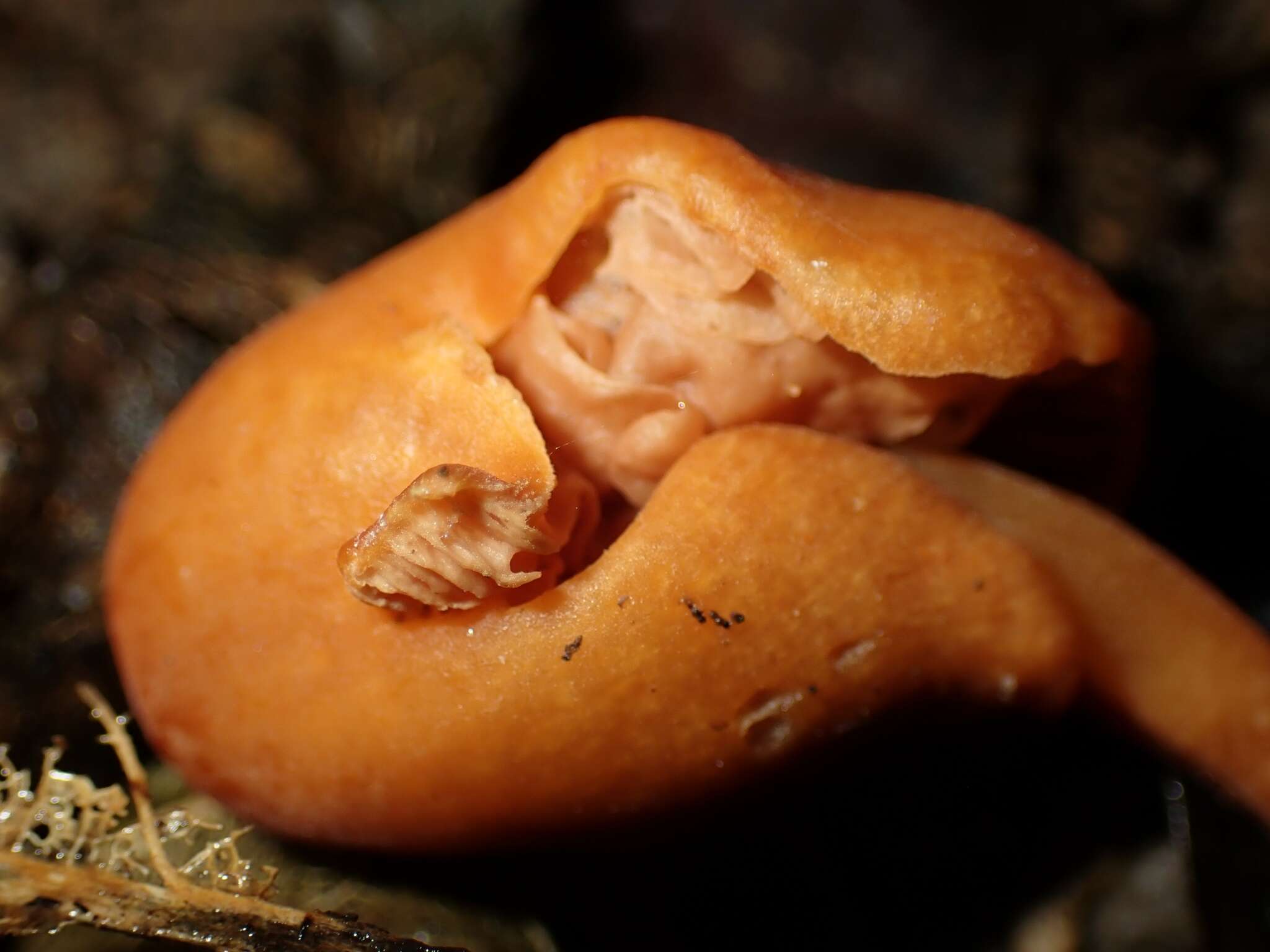 Image of Macrocystidia reducta E. Horak & Capellano 1980