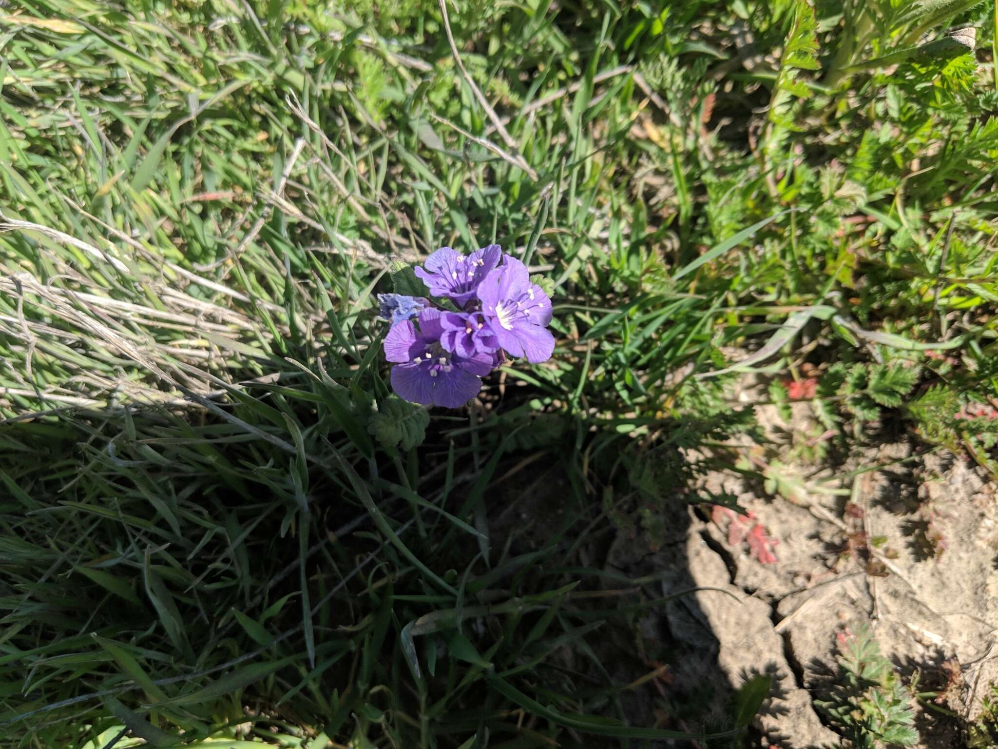 Phacelia ciliata Benth.的圖片