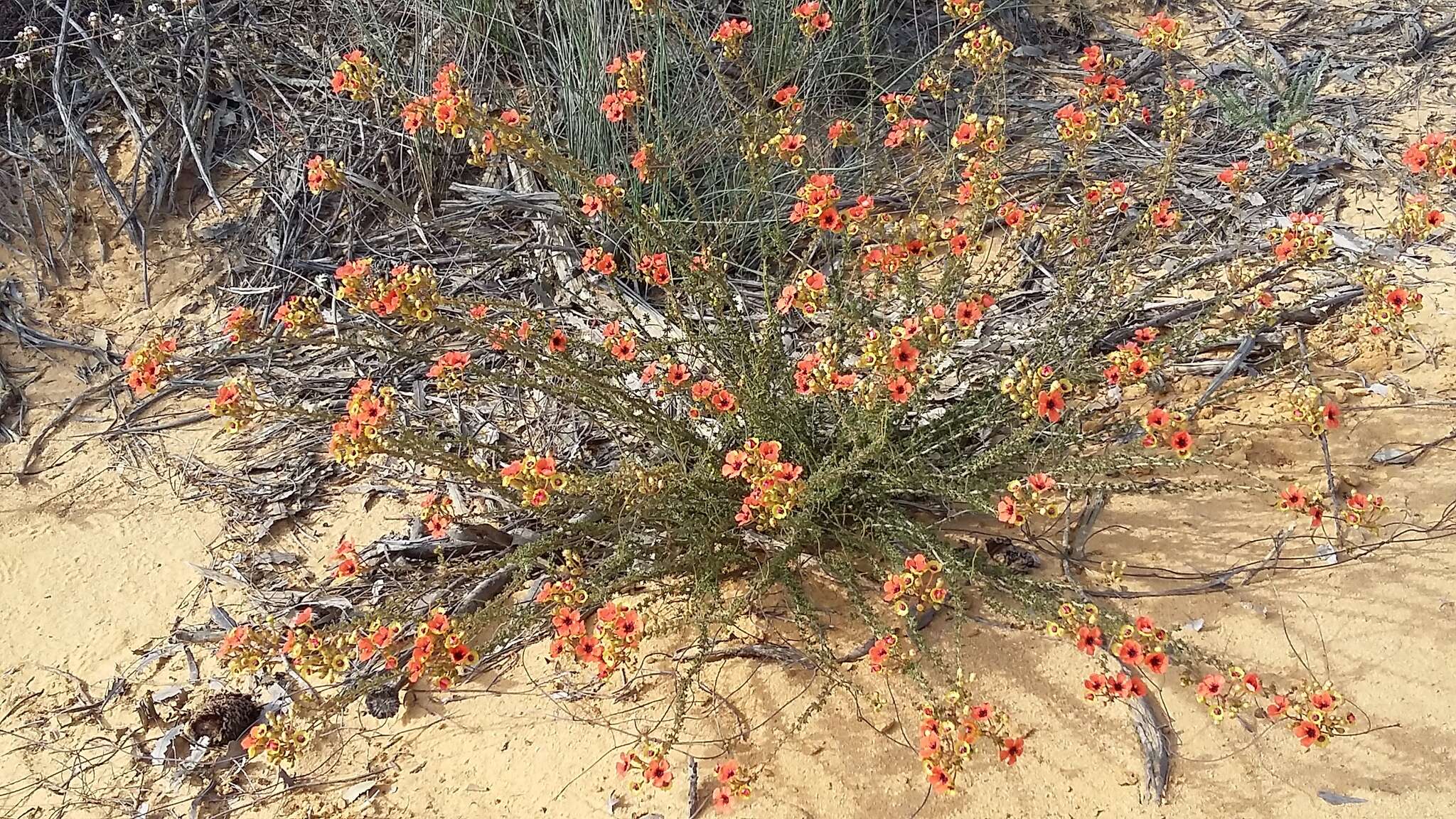 Imagem de Pileanthus peduncularis Endl.