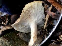 صورة Clitocybe eucalyptorum Cleland 1931