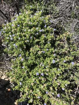 Image of wavyleaf buckbrush