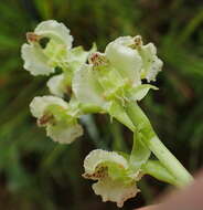 Image of Pterygodium hastatum Bolus