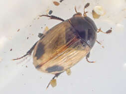 Image of Water scavenger beetle