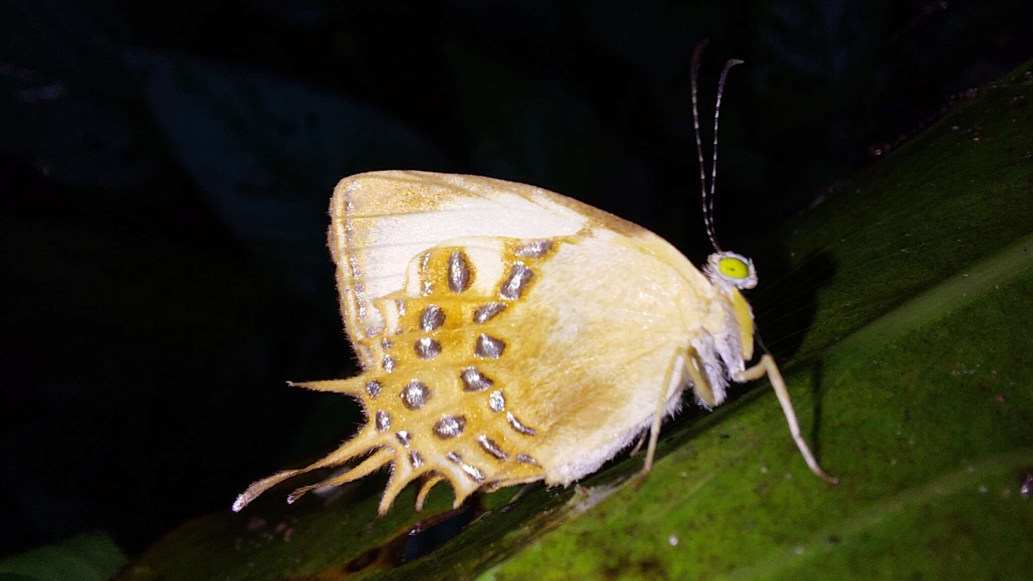 Image of Helicopis cupido Linnaeus 1758