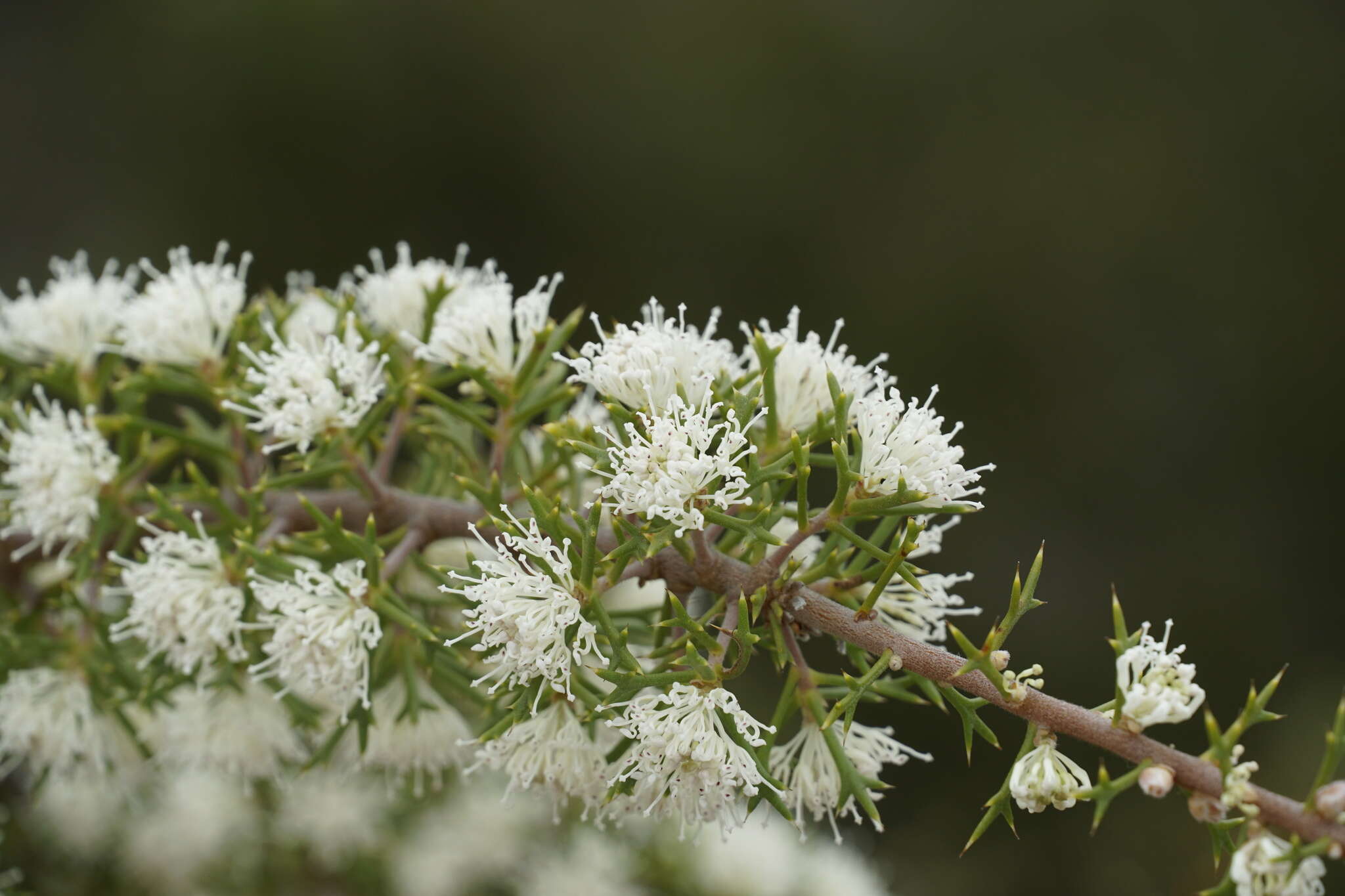 Image of Hakea varia R. Br.