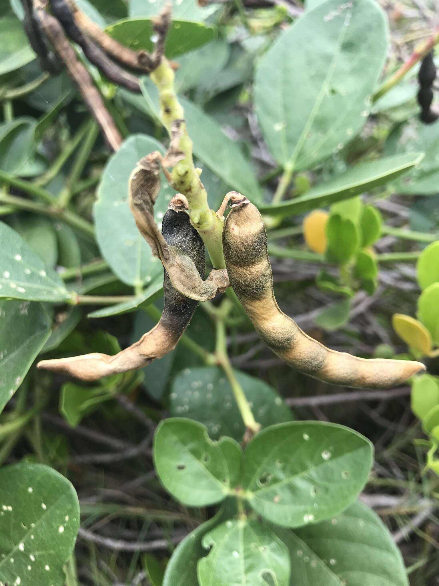 Image of notched cowpea