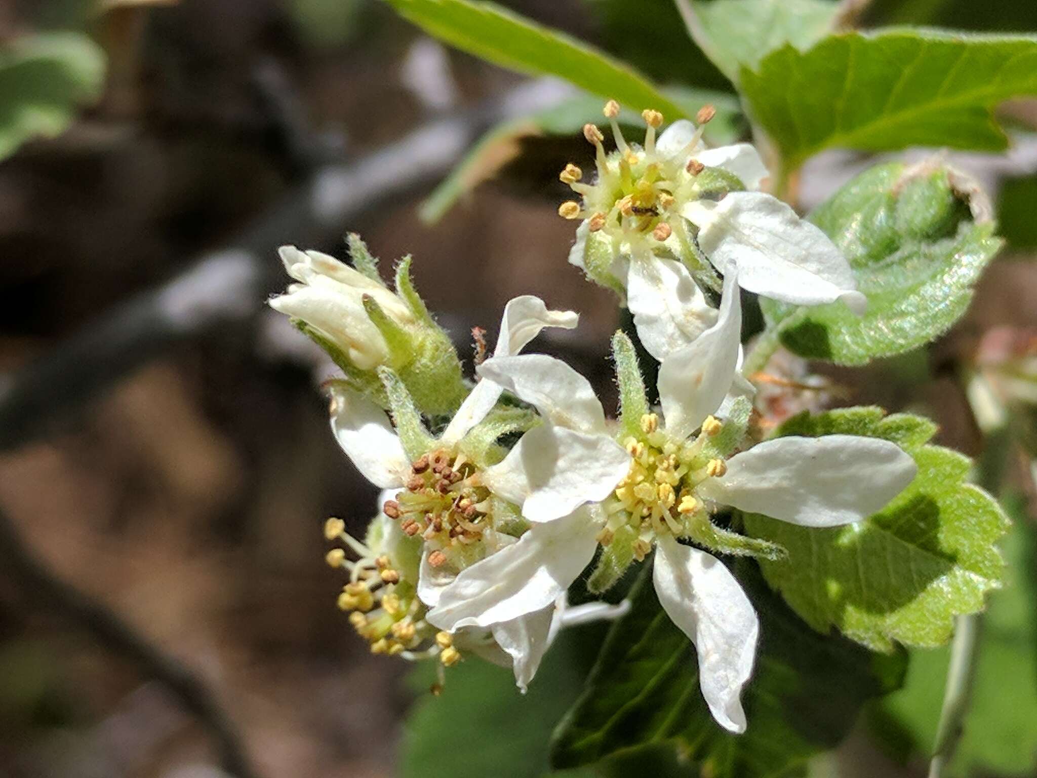 Image de Amelanchier utahensis Koehne