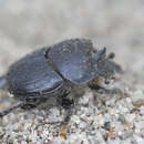 Image of Onthophagus (Palaeonthophagus) semicornis (Panzer 1798)