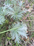 Слика од Potentilla gracilis var. flabelliformis (Lehm.) Nutt.