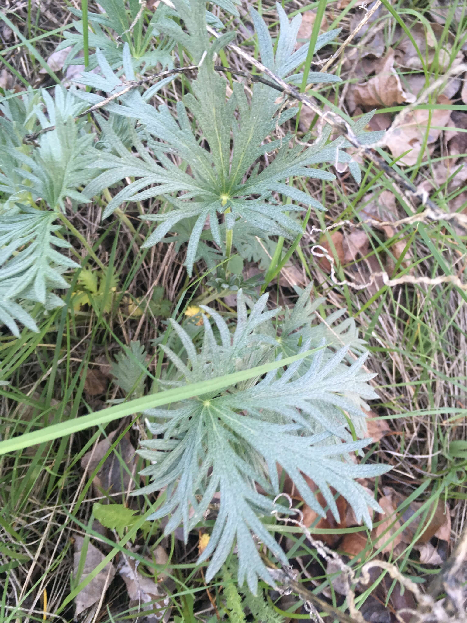 Слика од Potentilla gracilis var. flabelliformis (Lehm.) Nutt.