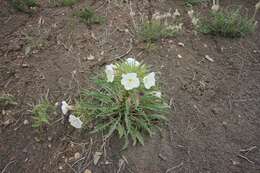 Plancia ëd Oenothera harringtonii W. L. Wagner, R. Stockhouse & W. M. Klein