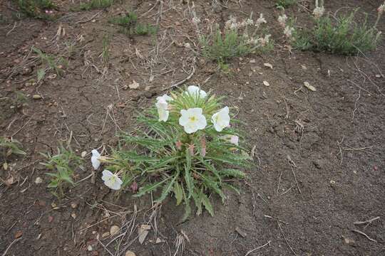 Plancia ëd Oenothera harringtonii W. L. Wagner, R. Stockhouse & W. M. Klein