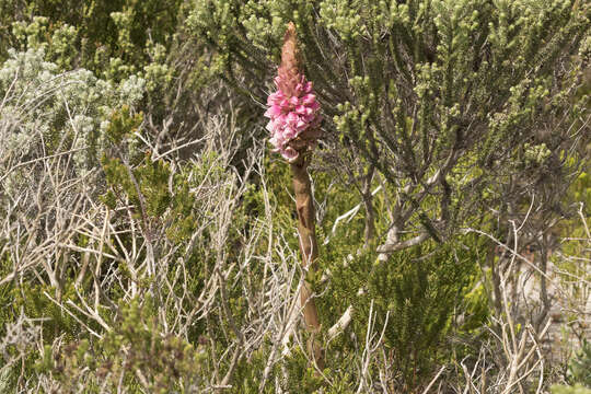 صورة Satyrium carneum (Aiton) Sims