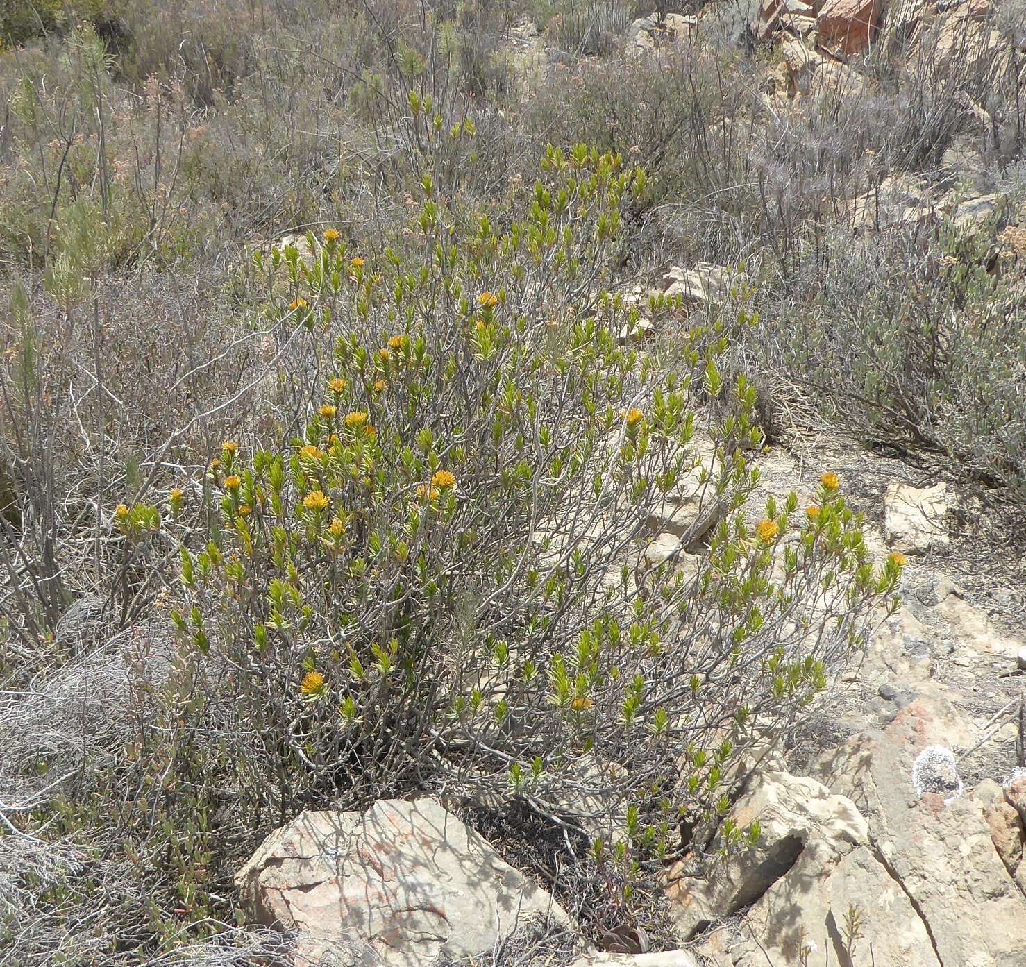 Image of Pteronia fasciculata L. fil.