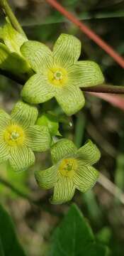 Image of plateau milkvine