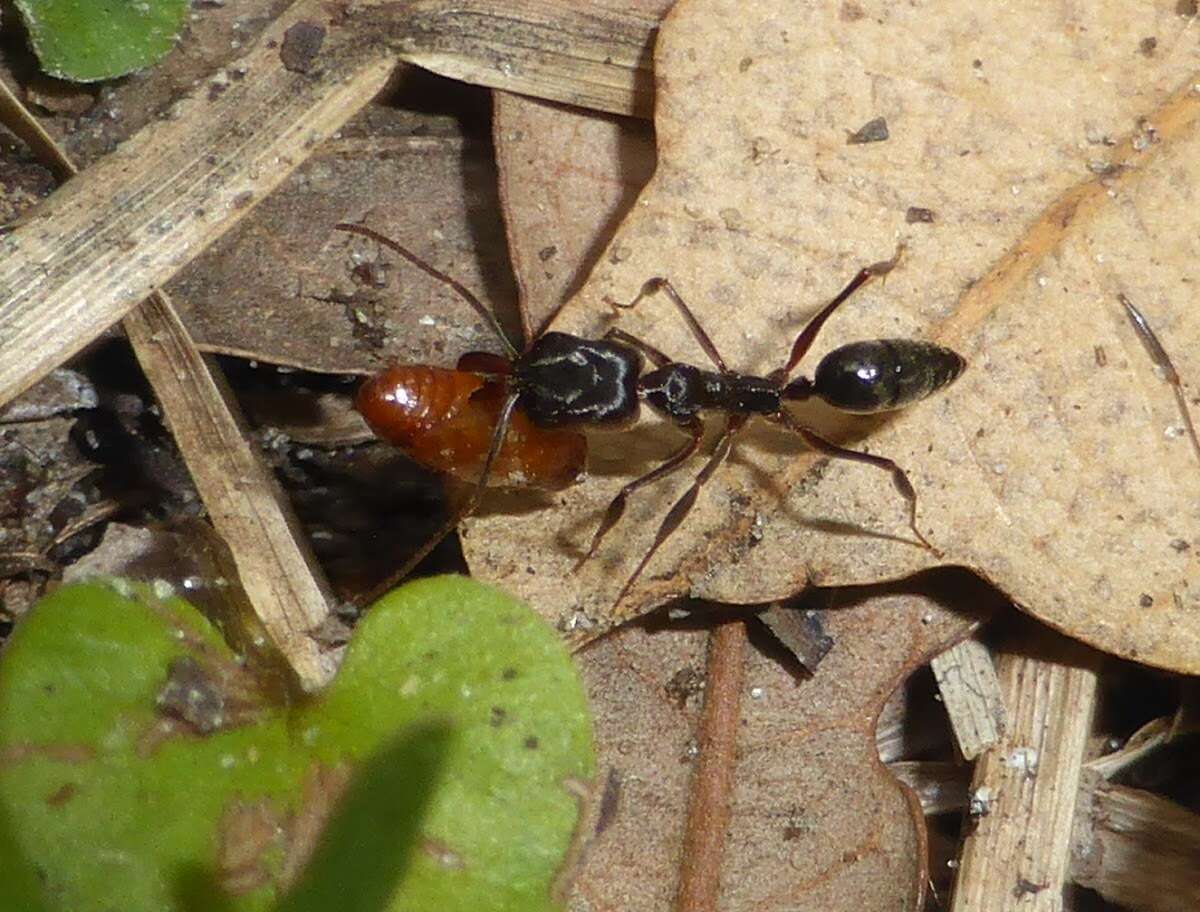 Image of Odontomachus brunneus (Patton 1894)