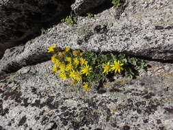 Image of Lake Tahoe serpentweed