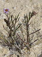 صورة Symphyotrichum yukonense (Cronq.) G. L. Nesom