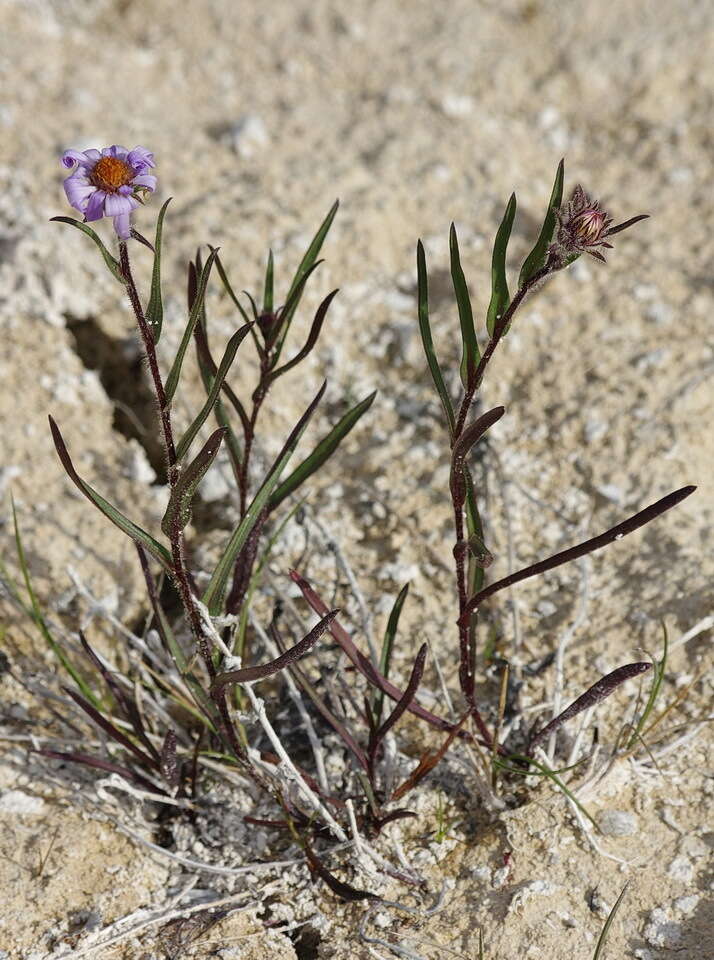 Image of Yukon aster