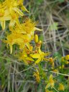 Imagem de Hypericum asperuloides Czern. & Turcz.