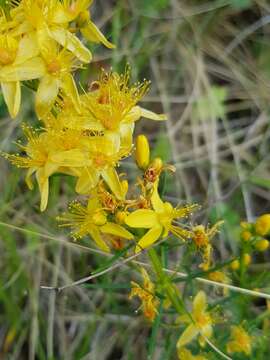 Imagem de Hypericum asperuloides Czern. & Turcz.