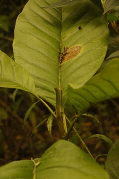 Image de Magnolia hernandezii (Lozano) Govaerts