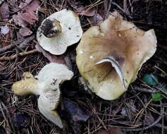 Image of Tricholoma joachimii Bon & A. Riva 1985