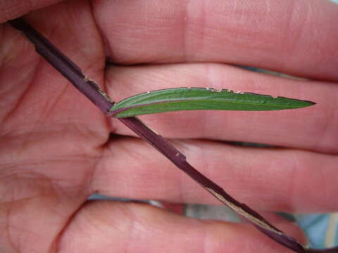 Image of Polygala triquetra Presl