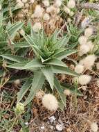 Sivun Carduncellus pectinatus (Desf.) DC. kuva