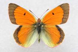 Image of Colias regia Grum-Grshimailo 1887