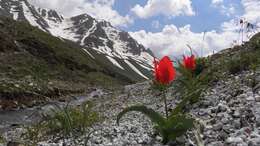 Image of Tulipa aleppensis Boiss. ex Regel