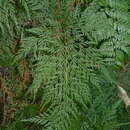 Image of Odontosoria angustifolia (Bernh.) C. Chr.