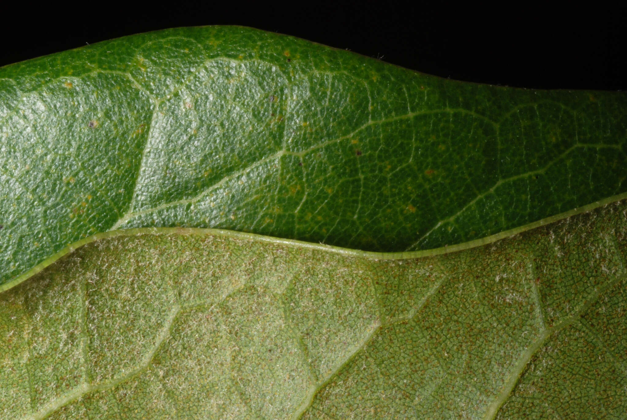 Image of hybrid oak