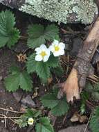 Image of Fragaria vesca subsp. bracteata (A. Heller) Staudt