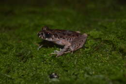 Image of Leptobrachella hamidi (Matsui 1997)