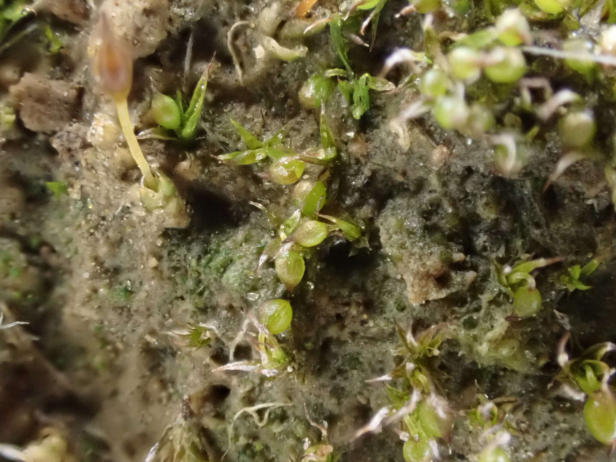 Image of Microbryum curvicollum