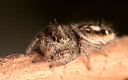 Image of Phidippus insignarius C. L. Koch 1846