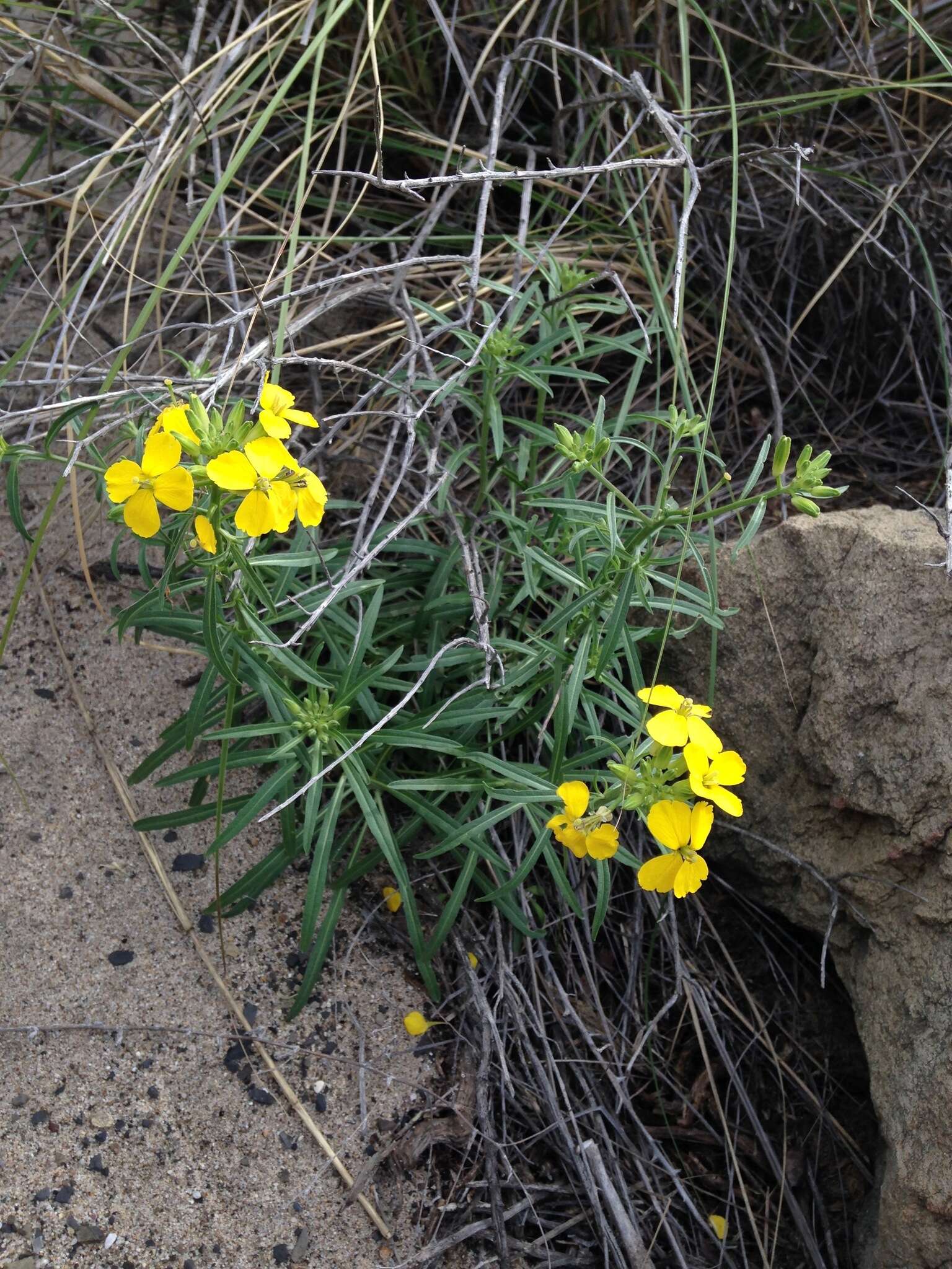 Image of Erysimum suffrutescens (Abrams) Rossbach