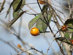 Sivun Diospyros salicifolia Humb. & Bonpl. ex Willd. kuva