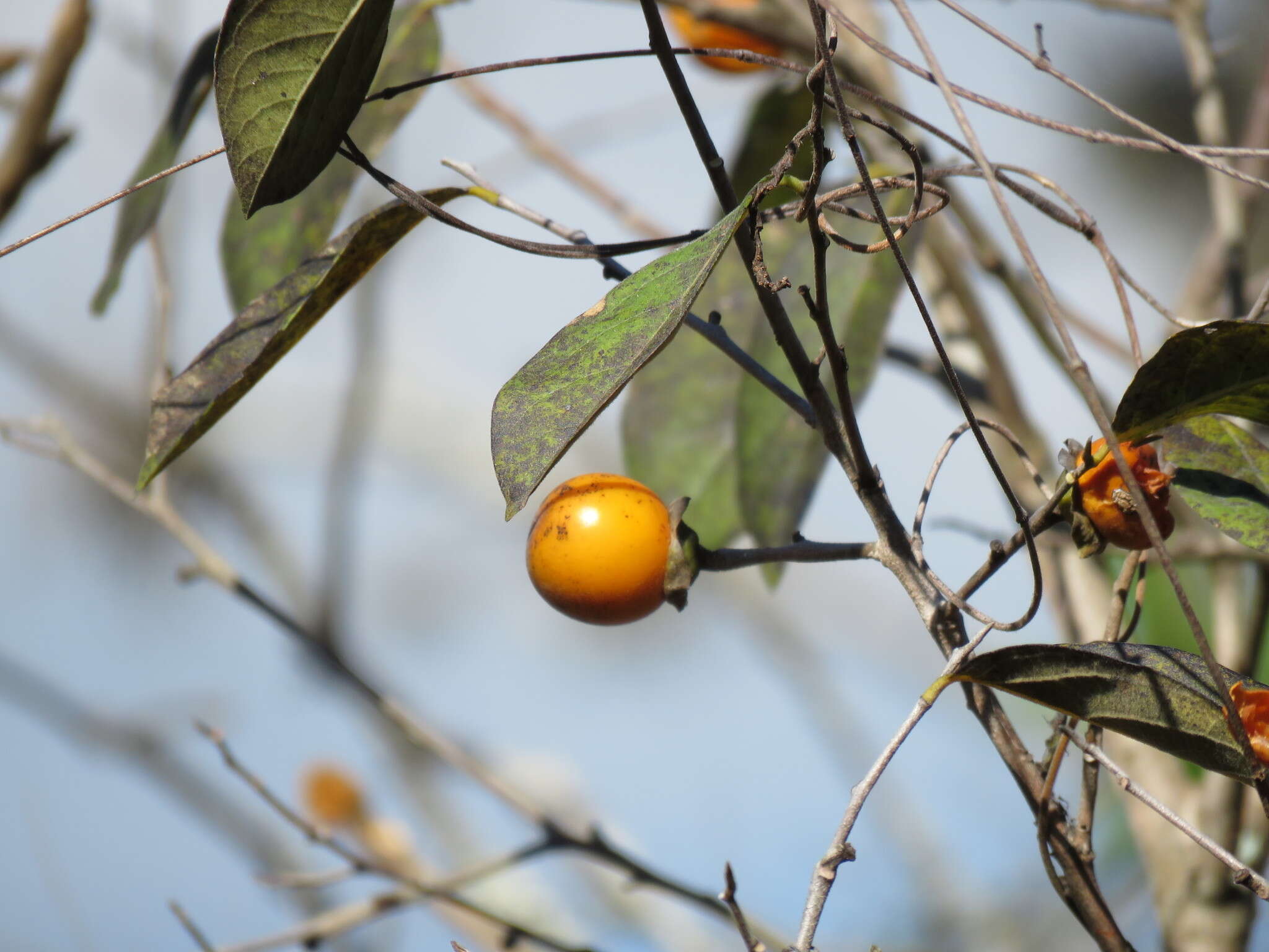 Sivun Diospyros salicifolia Humb. & Bonpl. ex Willd. kuva