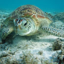 Image of Green Sea Turtle