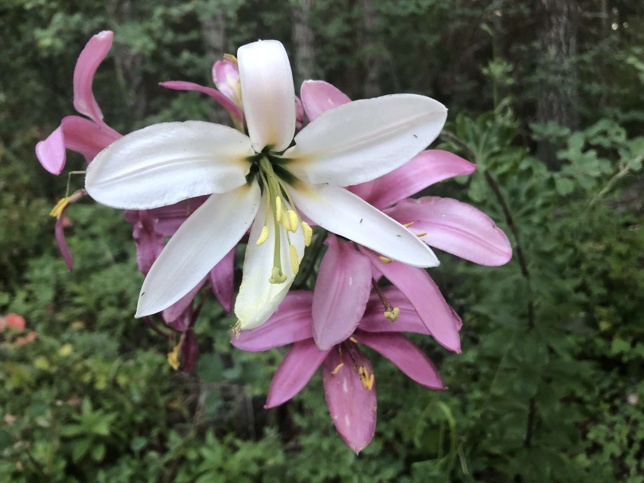 Image of Cascade lily