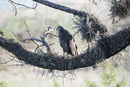 Image of Black Solitary Eagle