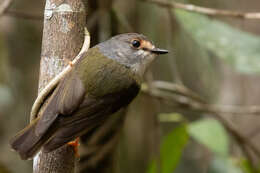 Image of Tregellasia capito nana (Ramsay & EP 1878)